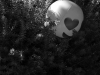 44A-A-SMILE-IN-THE-BUSH-